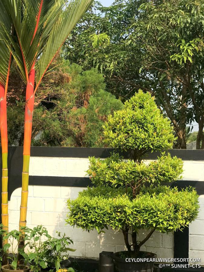 Ceylon Pearlwing Resort Негомбо Екстериор снимка